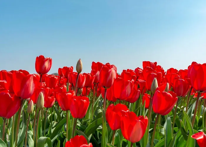 De Zeester 4-person N De Koog Holiday home Callantsoog